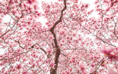 Formation Eveil du Printemps